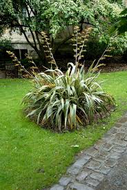 Image result for Phormium
