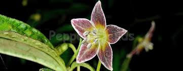 Image result for Bulbostylis sp.no.6