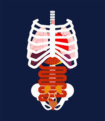 In your human body, normally you have (yes, if you can read this, you are human) 12 the 7 highest pairs of ribs are known as the true ribs, because they attach to the sternum, the t shaped bone at the front of the chest. Rib Cage And Internal Organs Human Anatomy Systems Of Man Body Stock Vector Illustration Of Cage Medicine 129583545