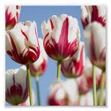 Tulip Flower Print Poster Zazzle Com In 2021 Poster Prints Flower Drawing Parrot Tulips Bouquet