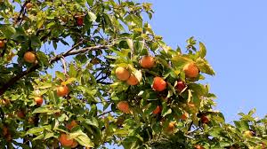 Image result for Ebenaceae