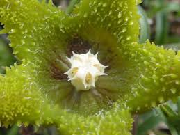 Image result for Orbea dummeri