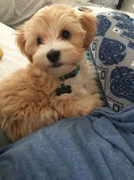 Charlie The Maltipoo Puppy Maltipoo Maltipoo Haircuts Dog Haircuts Maltipoo