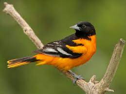 They prefer nectar from certain flowers, but will also feed from nectar feeders. Baltimore Oriole Icterus Galbula Birds Of The World