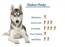 Alaskan Husky: Your Guide To Best Care.