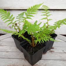 Image result for Cyathea thomsonii