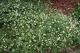 Image result for Erigeron schimperi