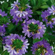 Image result for foto Vějířovka