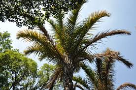 Image result for Raphia rostrata