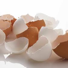 Should i boil the shell first? How To Make Eggshell Calcium Supplement For Dogs House That Barks