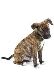 Brindle Pit Bulls One Of The Most Beautiful Pit Bulls Brindle Pit Puppies Pitbull Puppies