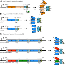 Tested in western blot (wb), immunocytochemistry (icc), immunohistochemistry (ihc) and flow cytometry (flow) applications. Intramolecular Trimerization A Novel Strategy For Making Multispecific Antibodies With Controlled Orientation Of The Antigen Binding Domains Scientific Reports