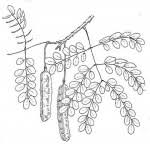 Image result for Amblygonocarpus