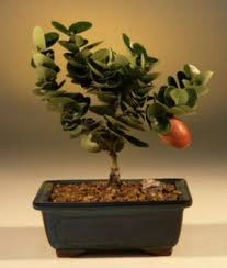 We did not find results for: Amazon Com Flowering Plum Bonsai Tree Small Bonsai Plants Grocery Gourmet Food