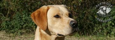 En gul hanhund og en sort tæve. Labrador Retriever Skovagers Moss Lane Ben Gul Hanhund Formel 1 Jagthund Avlshan Labrador Til Avl