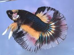 It has an apparent visual magnitude of +3.5 and an absolute magnitude of −1.2. Variasi Ekor Ikan Laga Betta Village Betta Ikan Cupang Hewan