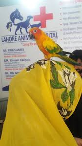 South branch pet & bird clinic is a veterinary clinic serving the austin and south austin areas since 1986. Avian Vet Services Lahore Animal Hospital Facebook