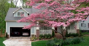 They are also known as japanese cherry and sakura. 20 Gorgeous Flowering Trees For Georgia Progardentips