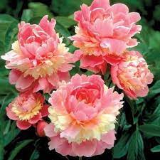 Pin On Peonies