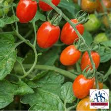 Candyland red hybrid item form: Tiny Tomatoes Laidback Gardener