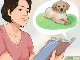 3 formas de elegir un cachorrito de labrador retriever