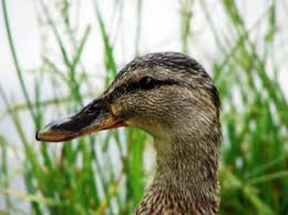 Fant fugleinfluensa hos fem japanske kyllinger: Fugleinfluensa Nhi No