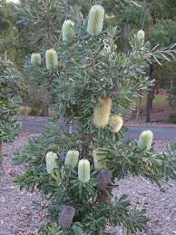 Young Banksia Serrata Img 7303 Australian Plants Australian Native Garden Australian Native Plants