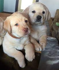 Labrador retriever · hamilton, oh. Yellow English Labrador Puppies Labrador Retriever Puppies Labrador Puppy