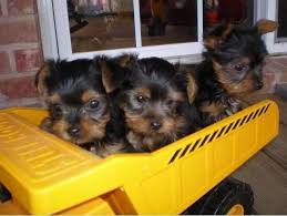 They were primarily used in clothing mills to catch rats during the. Yorkshire Terrier Puppies For Sale Allentown Pa 75434