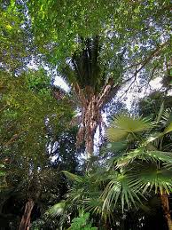 Attalea Speciosa Palmpedia Palm Grower S Guide Orbignya speciosa (mart.) barb.rodr., sert. attalea speciosa palmpedia palm