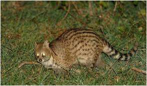 Image result for images of bandipur national park