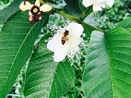 The guava tree is extensively planted throughout the world because of its attractiveness, tasty and nutritious fruit, and beautiful flowers. Bee Pollinating Guava Flowers Steemit
