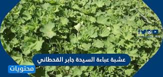 عشبة عباءة السيدة جابر القحطاني موقع محتويات