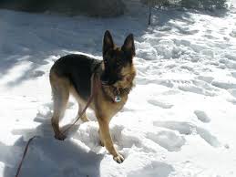 We did not find results for: German Shepherd Snow German Shepherd Snow Saoirse Rogueryan Flickr