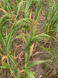 Image result for Panicum miliaceum