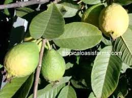 Visited a tropical fruit tree nursery in san leandro, ca. Sub Tropical Fruit Trees