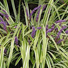 Monkey Grass Seeds Lily Turf Ornamental Grass Seed Monkey Grass Lily Turf Ornamental Grasses