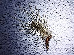 How To Get Rid Of Centipedes Treat For Centipedes Terro Com