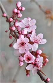 Cherry Blossom Tree Wallpaper Spring 55 Ideas For 2019 Cherry Flower Cherry Blossom Tree Flowers Nature A cherry blossom is a flower of many trees of genus prunus. cherry blossom tree wallpaper spring 55