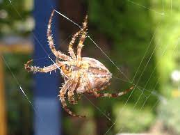 My kindergarten teacher got bit by a black widow and almost died. Spider Silk Wikipedia