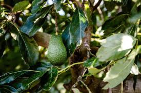 It contains more potassium than bananas, vitamins a,c,e, and k and is rich in monounsaturated fats. Bugs Eating Avocado Tree Leaves What You Need To Know Thriving Yard