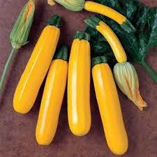 By the time a fawn is weaned, it has gained an incredible amount of weight. Squash Golden Rod F1 Zucchini Still Tasty Squash