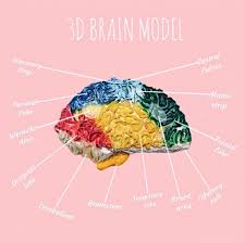 3d Brain Model Food Diy Brain Models Model Brain