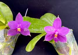 Image result for Indigofera oxalidea