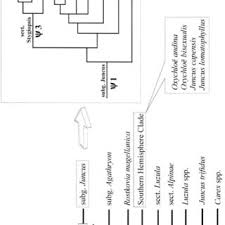 Image result for Juncus lomatophyllus