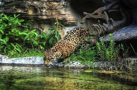 Jacksonville Zoo Tickets Prices Discount Animals To See Train Ride