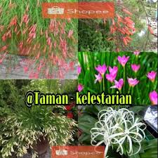 Kode = d3 air mancur wajan cucuk tempat yang dibutuhkan ( 150 x 150 ) cm tinggi 120 cm rp. Promo 3 Paket Tanaman Hias Bunga Air Mancur Bunga Putih Pink Oren Shopee Indonesia