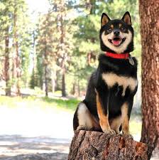Black And Tan Shiba Inu Female Jiro The Beautiful Black And Tan Shiba Absolutely Loves Being Out In Nature Shiba Inu Shiba Shiba Inu Dog