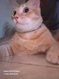 Ini sicantiknya onty, tapi sayang sudah disteril si cantik..kita temenan  aja yukk onty..🥰