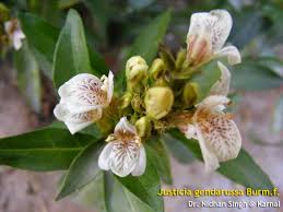 Image result for Justicia tenella